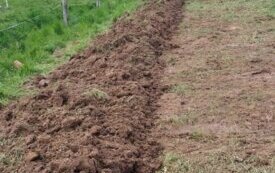 thumb_11..1334x750_q85_crop-scale (1)